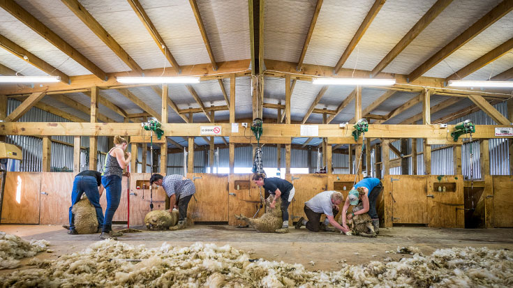 five farmers shearing sheep on platform 