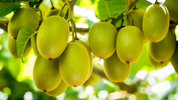 Kiwifruit hanging on tree