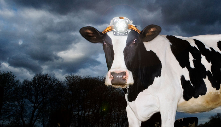 Cow wearing a headlamp