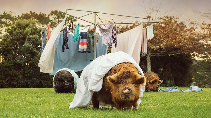 three pigs standing under clothesline with clean washing draped on them 