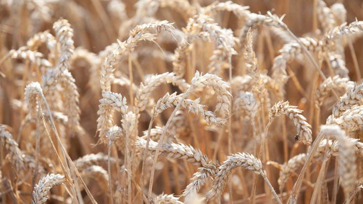 close up wheat crops