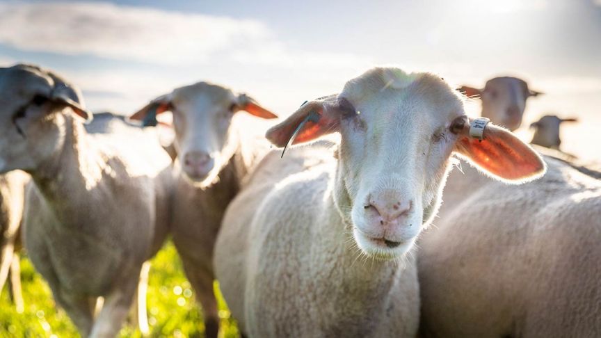 Close up of sheep in front of herd 