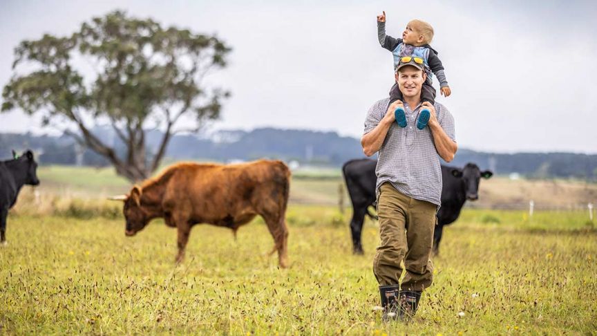 man carrying son on shoulders in paddock with cows 