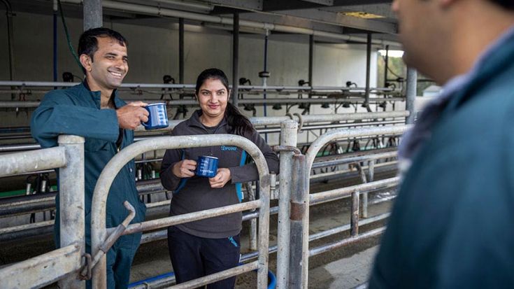 couple in milking shed drinking cup of tea 