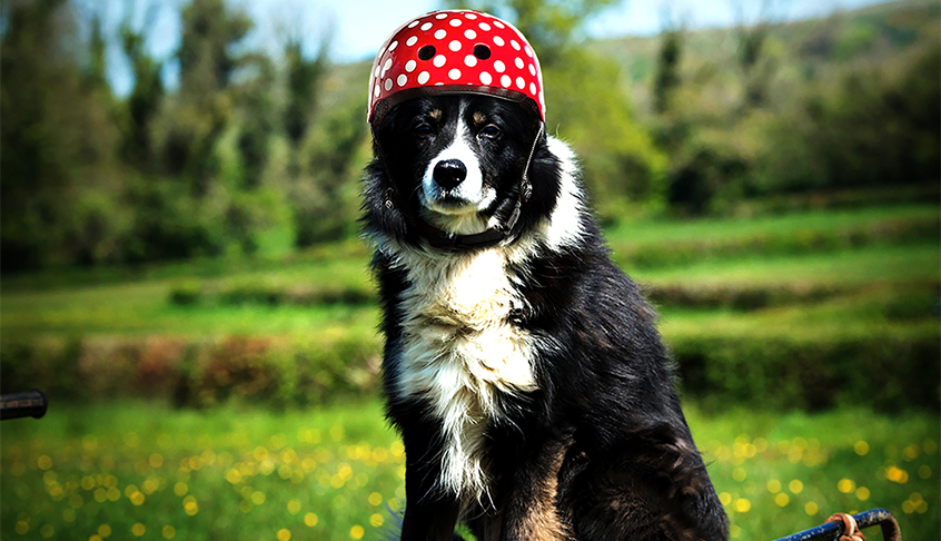 Dog wearing a red helmet