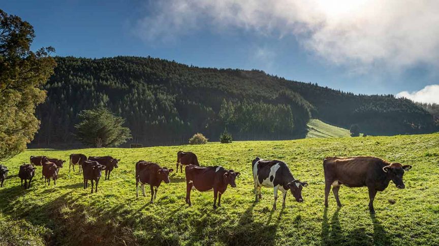 cows lined up in paddock 