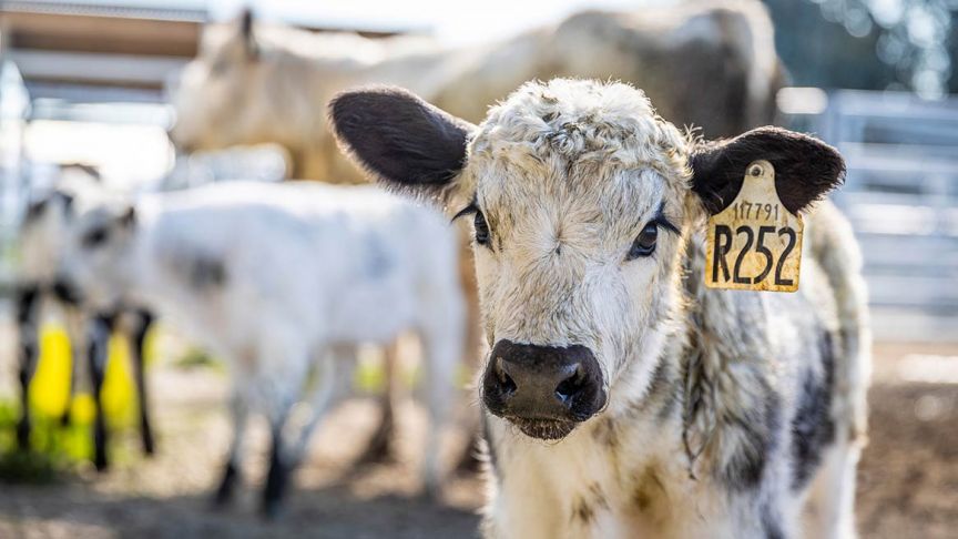 Close up of calf in front of herd with yellow tag in ear 