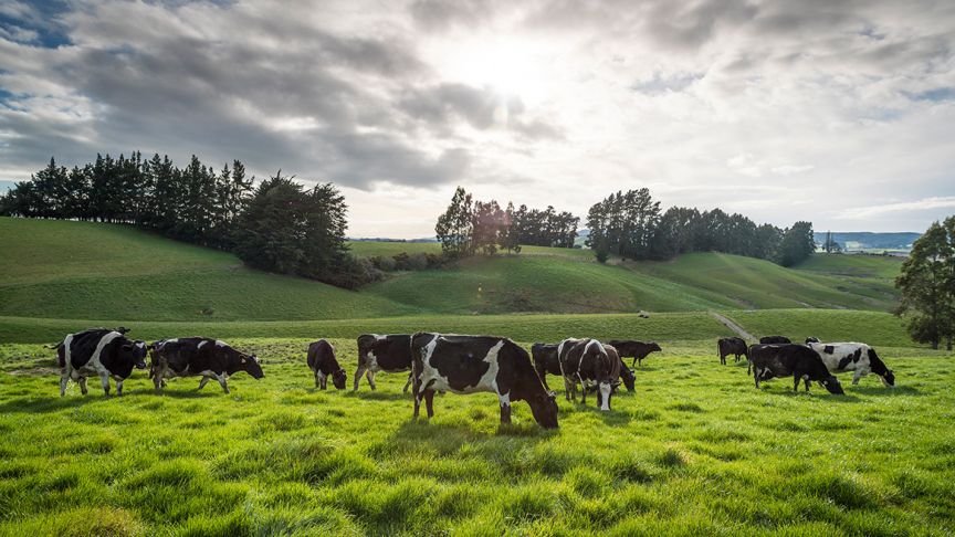 herd of dairy cows grazing in paddock 