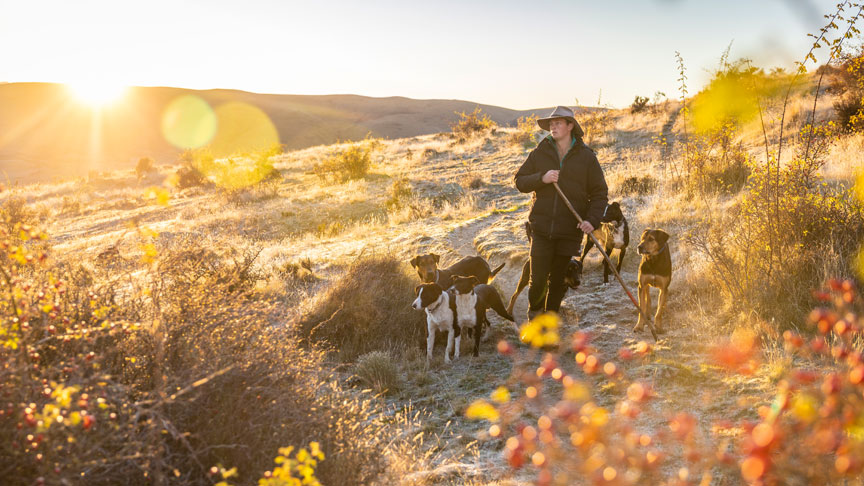 Farmer on foot with working dogs 