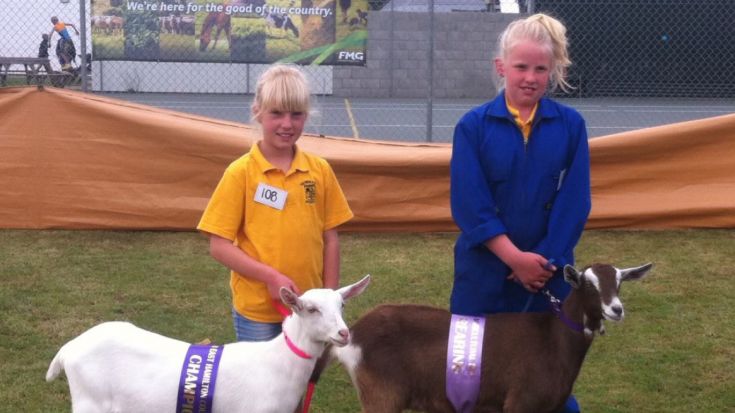 Kids showing goats