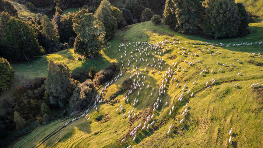 Sheep being mustered. 